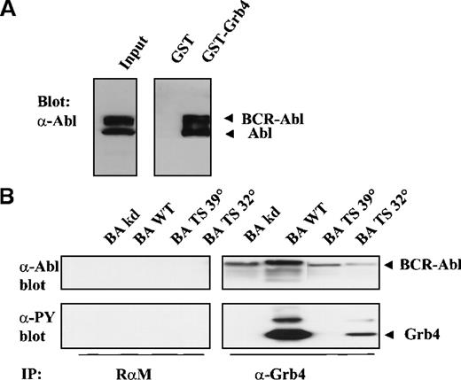 Fig. 5. Full-length Grb4 interacts with Bcv-Abl. / (A) Grb4 interacts with Bcr-Abl and Abl in a chronic myeloid leukemia cell line. Cell lysates from 3 × 107 K562 cells were incubated with 5 μg of GST or GST-Grb4 (full length), and the bound fraction was resolved on SDS-PAGE and then blotted with an anti-Abl antibody (8E9). Bands indicated as Bcr-Abl and Abl correspond to 210 kd and 145 kd, respectively. (B) Full-length Grb4 interacts with Bcr-Abl in vivo. Then, 1 × 106 293 cells were transfected with KD Bcr-Abl (BA KD), WT Bcr-Abl (BA WT), or ts Bcr-Abl (BA TS) together with Grb4. Cells transfected with the ts mutant were shifted to 32° or 39° 8 hours before harvest. A coimmunoprecipitation experiment was performed with the use of a rabbit antimouse antibody (RαM) as control (left panels) or an anti-Xpress antibody to detect tagged Grb4 (right panels). Bound fractions were resolved on SDS-PAGE and immunoblotted with an anti-Abl antibody (8E9) (upper panels) or a phosphotyrosine antibody (4G10) (lower panels). In the upper panel, lanes 1 to 4 and 7 to 8 were exposed 3 times longer than lanes 5 and 6. Levels of Grb4 immunoprecipitated in all lanes were equal (not shown).