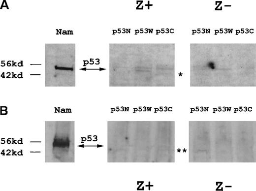 Fig. 2. Characterization of p53 protein expression in Jurkat cell lines expressing ZEBRA protein (Z+) and control cells (Z−). / B-lymphoblastoid Namalwa cells (NA) used as a positive control for detection of p53 protein. (A) p53 protein was detected by Western blotting using a polyclonal p53-specific anti-sera in nuclear protein extracts prepared from Z+ cells transiently transfected with p53W and p53C expression plasmids, but not in nuclear extracts from Z+ cells transfected with p53N expression plasmid or in nuclear extracts from Z− cells transfected with any p53 expression vectors. Levels of carboxyl terminus deleted p53 protein (53C) were significantly less than wild-type protein (53W) in Z+ cells, and the expected location of p53C protein is indicated (*). (B) p53 protein was not detected by Western blotting using a polyclonal p53-specific anti-sera in cytoplasmic-protein enriched hypotonic lysates of Z+ cells in the presence of transfected p53 expression plasmids with the possible exception of a small amount of p53N detected in both Z+ and Z− cell lysates (**). Hypotonic lysates used in this figure contained detectable ZEBRA protein (Figure 1D).