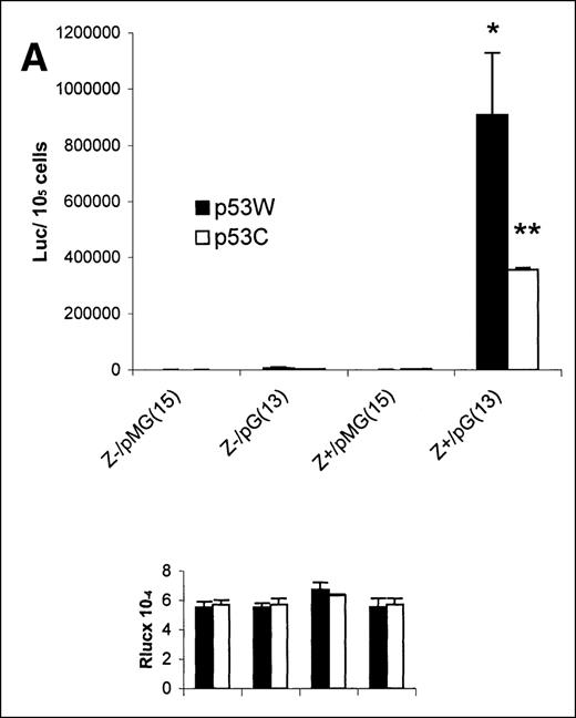 Fig. 3. p53-dependent transcription determined by luciferase activity of reporter plasmid pG13PYluc. / (A) Jurkat cells stably expressing ZEBRA (Z+) and control cells (Z−) were transiently transfected with 200 ng of reporter plasmids (pG13PYluc or pGM15PYluc) and with 500 ng of p53 expression plasmids for either p53W or p53C. Significant transcription activation was detected with pG13PYluc reporter, but not with mutated pGM15PYluc reporter in Z+ cells with cotransfection of 53W (*P < .05) or 53C (**P < .05). In the absence of cotransfected p53, transcription of p53 reporter genes was extremely low in both Z+ and Z− cells. (B) Parental Jurkat cells were transiently transfected with ZEBRA (500 ng) and p53 expression plasmids (500 ng) with reporter plasmids (200 ng). Transcription of pG13PYluc with cotransfection of p53W was slightly increased by transient cotransfection of pSV2-neo-WZhet ZEBRA expression plasmid (Z+) compared to transient transfection of control plasmid pSV2-neo (Z−), but this increase was not significant (P > .05) in pooled experimental data. Transcription of mutated pGM15PYluc reporter was not activated by transient transfection of either p53 or ZEBRA.