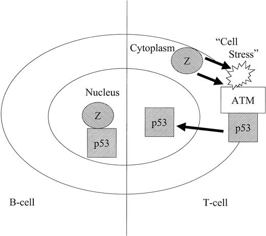 Fig. 6. Model of the discordant effects of ZEBRA protein on p53-dependent transcription in different cell types. / In B lymphocytes in which ZEBRA is demonstrated to localize to the cell nucleus, binding between p53 and ZEBRA in the nucleus reduces transcriptional activity of both proteins through a direct protein–protein interaction. In T lymphocytes, interactions between ZEBRA and components of the cell cytoplasm or cytoskeleton (“cell stress”) activate cytoplasmic p53 activating kinases, such as ATM, independently of direct binding between ZEBRA and p53. “Cell stress” mediated by cytoplasmic ZEBRA may also contribute to the abnormal morphology of Jurkat cells stably expressing ZEBRA protein. An important prediction of this model is that relocation of ZEBRA to the cytoplasm by either post-translational modification or other mechanisms may reverse the effects of ZEBRA on p53-dependent transcription and cellular apoptosis in EBV-infected cells.