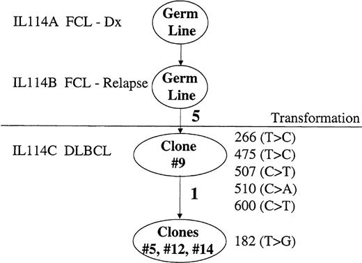 Fig. 2. Mutation events of BCL-6 in FCL transformation. / Mutation events in the 5′ noncoding regulatory region of the BCL-6 gene derived from biopsy specimens at the time of FCL diagnosis (IL114A), FCL relapse (IL114B), and transformation to DLBCL (IL114C) in NHL patient IL116. Clonal relationship of the molecular clone sequences (ovals) is shown. Number of mutations is indicated along the lines in bold. The mutations are listed by location as is specified in the “Materials and methods.”