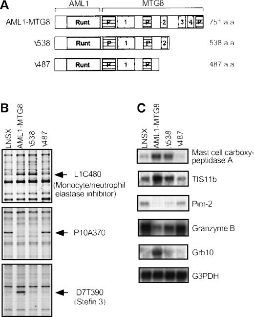 Fig. 1. Regulation of AMUGs and AMDGs by AML1-MTG8 deletion mutants. / (A) Schematic representation of the structures of AML1-MTG8 and AML1-MTG8 deletion mutants Δ538 and Δ487. Runt homology domain (Runt), proline-rich regions (P), and Nervy homology regions (numbered 1-4) are indicated. (B) Differential display patterns of 3 cDNA fragments in control (LNSX) and AML1-MTG8-, Δ538-, and Δ487-expressing L-G cells. AML1-MTG8, Δ538, and Δ487 were introduced on an LNSX vector by retrovirus infection, and control cells were infected with a mock vector. The expression of L1C480 and P10A370 was altered, but the expression of D7T390 was not altered by the NHR2-containing mutant Δ538. Each fragment is indicated by an arrow. (C) Northern blotting analysis of the expression of 3 AMUGs and 2 AMDGs in control and AML1-MTG8-, Δ538-, and Δ487-expressing L-G cells. The membranes were hybridized with the corresponding cDNA fragments isolated by the differential display analysis. Human G3PDH cDNA was used as a control probe. The expression of mast cell carboxypeptidase A, TIS11b, Pim-2, and granzyme B was altered, but the expression of Grb10 was not altered by Δ538.