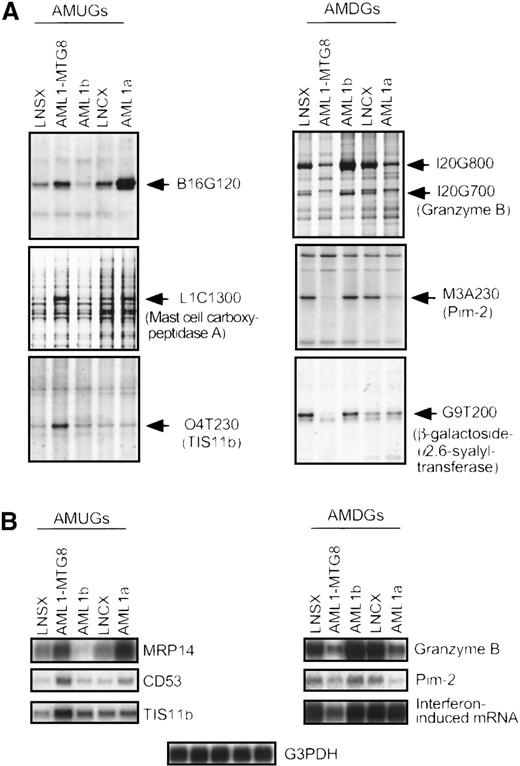 Fig. 2. Regulation of AMUGs and AMDGs by AML1b and AML1a. / (A) Differential display patterns of 6 cDNA fragments in control (LNSX and LNCX) and AML1-MTG8-, AML1b-, and AML1a-expressing L-G cells. AML1-MTG8 and AML1b were introduced on an LNSX vector by retrovirus infection, and AML1a was introduced on an LNCX vector. Control cells were infected with the respective mock vectors. Each fragment is indicated by an arrow. (B) Northern blotting analysis of the expression of 3 AMUGs and 3 AMDGs in control and AML1-MTG8-, AML1b-, and AML1a-expressing L-G cells. The membranes were hybridized with the corresponding cDNA fragments isolated by the differential display analysis. Human G3PDH cDNA was used as a control probe. The expression of B16G120, MRP14, and granzyme B was counterregulated by AML1b and AML1-MTG8. These genes were up- or down-regulated by AML1a as by AML1-MTG8. The expression of mast cell carboxypeptidase A, CD53, and Pim-2 was not altered by AML1b, but altered by AML1a as by AML1-MTG8. The AML1a-mediated alteration, even though faint as seen in the case ofmast cell carboxypeptidase A, was considered to reflect the competitive inhibition of endogenous AML1b-dependent transcription. The expression of TIS11b,β-galactoside-α2,6-syalyltransferase,and interferon-induced mRNA was specifically altered by AML1-MTG8 but not altered by either AML1b or AML1a.
