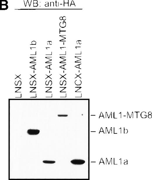 Fig. 3. Overexpression of AML1a. / Overexpression of AML1a induced G-CSF–dependent proliferation of L-G cells. (A) G-CSF–dependent growth of control (LNSX and LNCX) and AML1-MTG8-, AML1b-, and AML1a-expressing L-G cells. Three infections were independently performed for each construct. These infected cells were separately cultured in the presence of 10 ng/mL G-CSF instead of IL-3. The averages of these 3 experiments are shown. Error bars indicate standard deviations. (B) Western blotting analysis of the expression of AML1-MTG8, AML1b, and AML1a in the infected L-G cells. Each protein was detected with anti-HA antibody. The positions of bands of AML1-MTG8, AML1b, and AML1a are indicated on the right.