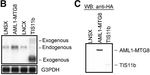 Fig. 4. Overexpression of TIS11b. / Overexpression of TIS11b induced G-CSF–dependent proliferation of L-G cells but did not block their terminal differentiation as completely as AML1-MTG8. (A) G-CSF–dependent growth of control (LNSX and LNCX) and AML1-MTG8- and TIS11b-expressing L-G cells. Three infections were independently performed for each construct. These infected cells were separately cultured in the presence of 10 ng/mL G-CSF instead of IL-3. The averages of these 3 experiments are shown. Error bars indicate standard deviations. (B) Comparison of the expression of TIS11bby Northern blotting analysis in control (LNSX and LNCX) and AML1-MTG8- and TIS11b-expressing L-G cells. The membrane was successively hybridized with mouse TIS11b cDNA and human G3PDH cDNA. The positions of bands representing the endogenous TIS11b and the exogenousTIS11b genes, whose expression was directed by the LTR (upper) and the CMV promoter (lower) of the LNCX vector, are indicated on the right. The signal of the lower exogenous TIS11b gene transcript was about 10-fold higher than that of the endogenous TIS11bgene transcript in control cells. (C) Western blotting analysis of the expression of AML1-MTG8 and TIS11b in the infected L-G cells. Each protein was detected with anti-HA antibody. The positions of bands of AML1-MTG8 and TIS11b are indicated on the right. (D) Nuclear morphology of the L-G infectants when cultured in the presence of G-CSF. The cells cultured in the presence of G-CSF were stained with May-Grünwald and Giemsa solutions at the indicated days.
