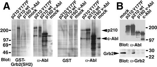 Fig. 1. Lack of association of Grb2 with the Bcr/Abl Y177F mutant and with v-Abl. / (A) Far Western blot. The indicated Abl proteins were expressed by transient transfection in 293T cells, whole cell extracts fractionated by SDS-PAGE and transferred to nitrocellulose filters, and hybridized with a GST-Grb2 (SH2) fusion protein (left pair) or GST alone (right pair). Bound GST protein was detected by anti-GST antibodies and enhanced chemiluminescence. Filters were subsequently stripped and rehybridized with anti-Abl antibody (right panel of each pair). Molecular weight standards are at left, and the positions of p210 Bcr/Abl and c-Abl proteins are indicated by arrowheads at the right. (B) Co-immunoprecipitation. The indicated Abl proteins were expressed by transient transfection of 293T cells, immunoprecipitated with anti-Grb2 (mock-transfected cells only, left lane) or anti-Abl antibodies (all other samples), fractionated by SDS-PAGE, transferred to nitrocellulose, and hybridized with anti-Abl (top panel) or anti-Grb2 (bottom panel) antibodies. Molecular weight standards are at the right, and the position of Grb2 protein is indicated by the arrowhead.