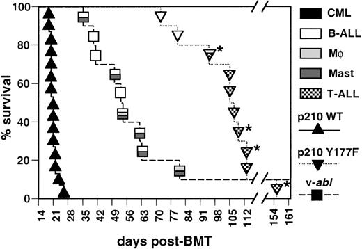 Fig. 2. The p210 BCR/ABL Y177F and v-abloncogenes are defective for the induction of CML-like disease in mice. / Kaplan–Meier-style survival curve for recipients of bone marrow from 5-FU–treated donors transduced with the indicated ABLoncogene. The symbols in each curve designate individual mice (n = 15 for P210 WT, n = 10 for P210 Y177F, and n = 10 for v-abl). Solid black symbols, CML-like disease; open symbols, B-lymphoid leukemia; light gray symbols, macrophage disease; dark gray symbols, mast cell disease; hatched symbols, T-lymphoid leukemia. Animals diagnosed with 2 or more disease processes simultaneously, based on histopathologic and molecular analysis (see text), are indicated by multi-shaded symbols. The difference in survival between recipients of p210 WT-transduced marrow and either p210 Y177F- or v-abl–transduced marrow was highly significant (P < .0001, Mantel-Cox test). One recipient of v-abl-transduced marrow died 285 days after transplantation of nonleukemic causes. Asterisks indicate mice with increased peripheral blood neutrophils (see text).