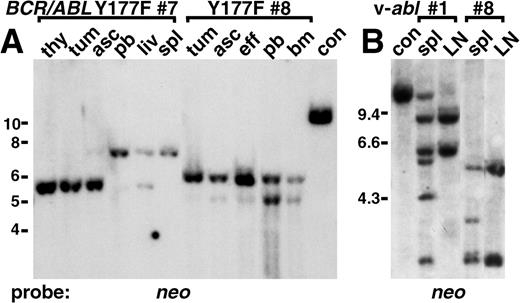 Fig. 4. Distinct target cells for different leukemias induced by p210 BCR/ABL Y177F and v-abl. / (A) Unique proviral integrants in myeloid cells from mice with T lymphoma and increased neutrophils. Genomic DNA from thymus (thy), abdominal tumor (tum), ascites (asc), spleen (spl), liver (liv), and peripheral blood (pb) of p210 Y177F mouse 7, and tumor, ascites, pleural effusion (eff), peripheral blood, and bone marrow (bm) of mouse 8 (Figure 2, Table 1) were analyzed by Southern blot for provirus integration pattern using a neo probe. In mouse 7 the thymus, tumor, and ascites were composed exclusively of malignant T-lymphoid cells, the liver was a mixture of T-lymphoma and myeloid cells, and the spleen and peripheral blood were exclusively maturing neutrophils (peripheral blood leukocyte count = 356 000/μL). A single provirus is present in the T-lymphoma cells with a distinct single proviral clone in neutrophils. In mouse 8, the tumor was composed exclusively of T-lymphoma cells, the ascites and pleural effusion were mostly lymphoma cells with a small amount of myeloid cells, the peripheral blood was 30% lymphoblasts and 70% neutrophils (peripheral blood leukocyte count = 48 000/μL), and the bone marrow was 50% lymphoblasts and 50% myeloid cells. Again, there is a single provirus in the T-lymphoma cells and a different single proviral clone in the myeloid cells. DNA from a control cell line (con) indicates 1 proviral copy per diploid genome. Positions of DNA size markers (in kb) are indicated on the left. (B) Unique proviral integrants in spleen from mice with v-abl–induced B-lymphoid leukemia and simultaneous macrophage or mast cell disease. Genomic DNA from spleen (spl) and lymph node (LN) from 2 representative mice (animals 1 and 8 in Figure 2, Table 2) with v-abl–induced B-lymphoid leukemia and coexisting macrophage and mast cell tumors (1) or mast cell tumors (8) were analyzed as in A. Lymph nodes from both mice were composed exclusively of malignant lymphoblasts, whereas spleen contained a mixture of lymphoblasts and infiltrating malignant macrophages or mast cells. B lymphoblasts from mouse 1 contained 2 proviral clones, and 4 additional integrants were present in spleen DNA. Similarly, the B-lymphoid disease was biclonal in mouse 8, with 2 additional integrants detected in spleen. DNA from a control cell line (con) indicates 1 proviral copy per diploid genome. Positions of DNA size markers (in kb) are indicated on the left.