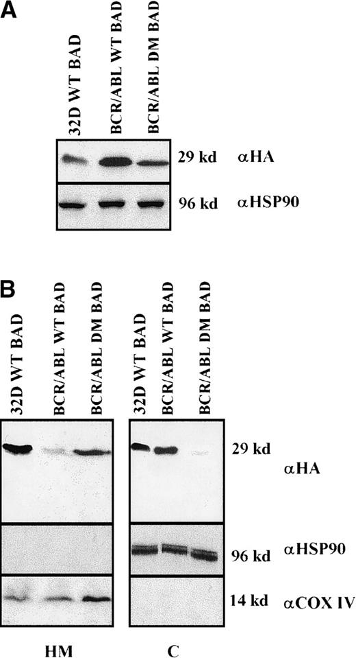 Fig. 3. Western blots. / (A) Expression of ectopic HA-BAD in selected clones of parental and BCR/ABL-expressing cells. The Western blot shows expression of WT and DM BAD proteins in representative clones. Levels of HSP90 were detected as control for protein loading. (B) WT and DM BAD expression levels in subcellular fractions of infected parental (32D WT BAD) and BCR/ABL-expressing (BCR/ABL WT and DM BAD) cells. Western blots show HA-BAD levels in fractions enriched for mitochondria (HM), and cytoplasm (C) from infected parental and BCR/ABL-expressing cells. Levels of the mitochondrial marker subunit IV of cytochrome oxidase (COX) and cytoplasmic marker HSP90 were measured as control of equal loading. Results are representative of 3 independent experiments.