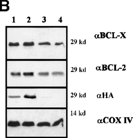Fig. 8. Expression levels of proteins and mRNA. / (A) Expression levels of BCL-2 and BCL-XLproteins in total extracts from clones of WT BAD- and DM BAD-infected BCR/ABL-expressing cells. Cell extracts were blotted with anti-BCL-2, anti-BCL-X, and anti-HA antibodies. Levels of HSP90 were analyzed as control of equal loading. Lane C indicates extracts from vector-infected BCR/ABL-expressing cells. (B) Analysis of bcl-2and bcl-x mRNA levels in clones of WT BAD- and DM BAD-infected BCR/ABL-expressing cells. Northern blots were hybridized with probes for bcl-2 and bcl-x. GAPDH mRNA levels (bottom panel) were also measured as control of loading.