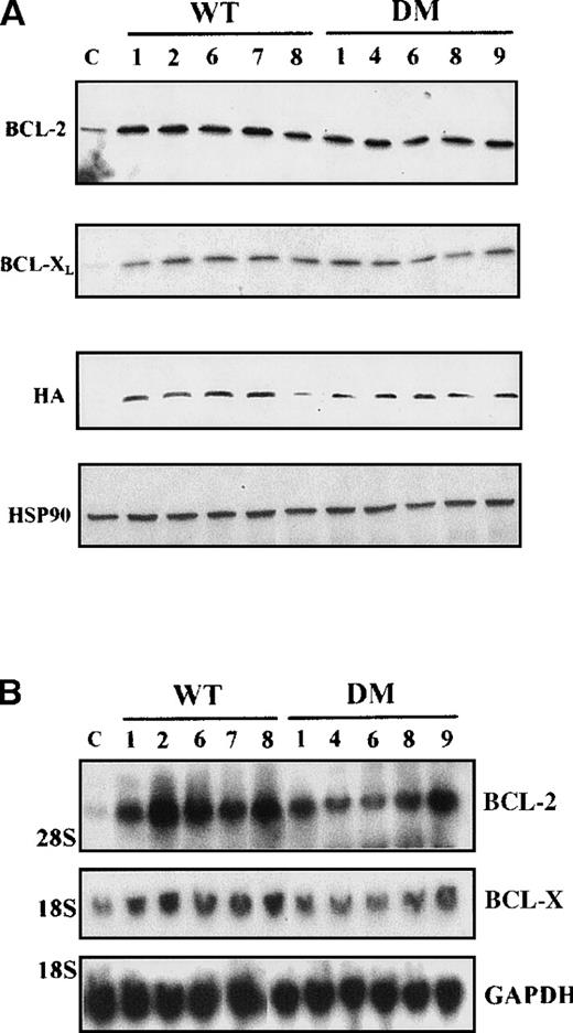 Fig. 9. Immunoprecipitation and immunodepletion for cytoplasmic and mitochondrial extracts. / (A) Coimmunoprecipitation of BAD:BCL-2 and BAD:BCL-XL in BCR/ABL-expressing cells. HA-BAD immunoprecipitates (IP) from cytoplasmic and mitochondrial extracts of WT BAD- and DM BAD-infected BCR/ABL-expressing cells were blotted with anti–BCL-XL, anti-BCL-2, and anti-HA antibodies. Preclearings were used as controls. Lane HM shows BCL-XL,BCL-2, and BAD expression in mitochondrial extracts from BCR/ABL/WT BAD-expressing cells. In the upper panel, samples were electrophoresed in the presence of β-mercaptoethanol as reducing agent. (B) BCL-2 and BCL-XL levels in HA-BAD-immunodepleted mitochondrial extracts. Western blot shows levels of BCL-2 and BCL-XL in mitochondrial extracts of WTHA-BAD– (lanes 1 and 3) or DMHA-BAD– (lanes 2 and 4) expressing cells before (lanes 1 and 2) or after (lanes 3 and 4) immunodepletion with the anti-HA antibody. Levels of HA-BAD and COX IV were measured as control of immunodepletion efficiency and of equal loading, respectively.