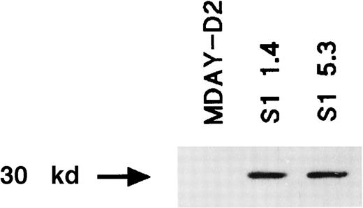 Fig. 2. Expression of the S1 catalytic subunit of pertussis toxin in the MDAY-D2 transfectants S1 1.4 and S1 5.3 but not in untransfected MDAY-D2 cells. / The expression was detected by Western blot analysis using an anti-S1 mAb.