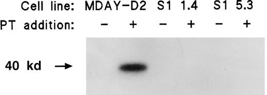 Fig. 3. ADP-ribosylation of Gi proteins by pertussis toxin in the plasma membranes of MDAY-D2 cells but not in the MDAY-D2 transfectants S1 1.4 and S1 5.3. / The figure shows that in these transfectants, all Gi proteins had already been ADP-ribosylated by the transfected S1 catalytic subunit of pertussis toxin (PT).