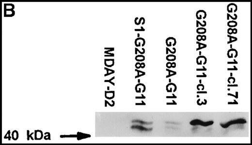 Fig. 6. MDAY-D2 cells transfected with the G208A mutant of the G11 protein, coexpressing EGFP. / G208A-G11: Bulk population of transfected parental cells. S1-G208A-G11: Cells transfected with both the S1 catalytic subunit of pertussis toxin and the G11 mutant (S1-G208A-G11). Clones 3 and 71 of the G208A-G11 transfectants were selected for their high GFP expression. (A) FACS profiles of GFP expression. The median fluorescence in arbitrary units is indicated. Untransfected MDAY-D2 cells serve as negative controls. (B) Expression of G11 in these populations and clones, as detected by Western blot analysis with a pAb.
