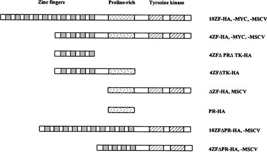 Fig. 1. Schematic of ZNF198/FGFR1 constructs. The full-length ZNF198–FGFR1 fusion proteins contain either 4 or 10 ZNF198 zinc fingers (depending on isoform), a ZNF198 proline-rich region, and the FGFR1 tyrosine kinase domain. One or more of these domains is deleted in each of the truncated fusion proteins. The fusion constructs were subcloned into the MSCV retrovirus vector or were tagged with HA or MYC and subcloned into the pcDNA 3.1 vector.