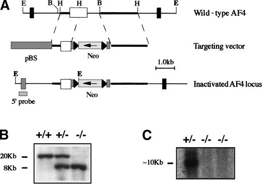 Fig. 1. Targeted disruption of the mAF4 gene. / Homologous recombination at the mAF4 locus in ES cells. (A) Structure of the targeting vector and partial restriction map of the mAF4 locus before and after targeted integration. The targeting vector contains the neomycin-resistance (neo) gene flanked by genomic mAF4 sequences. After the recombination event, the neo gene replaces a BamHI-HindIII fragment interrupting exon 11 of the mAF4 gene. E indicates EcoRI; H, HindIII. (B) Southern blot analysis of a representative litter showing alleles from a wild-type (+/+), a heterozygous (+/−), and a homozygous (−/−) animal. Hybridization of genomic DNA with an external probe (5′ probe) reveals a 20-kb EcoRI fragment for the mAF4 wild-type allele and a 8-kb EcoRI fragment corresponding to the inactivated allele. (C) Northern blot analysis of a representative litter showing the mAF4 transcript of RNA (10 μg) extracted from the kidney of a heterozygous mouse (+/−) and from 2 homozygous mice (−/−).
