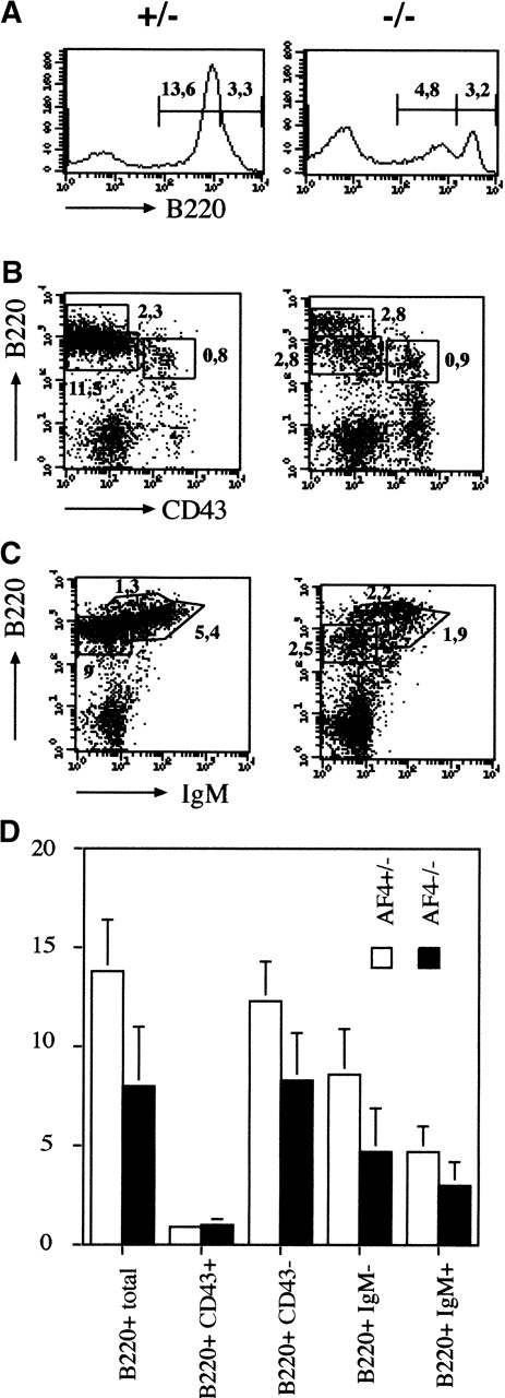 Fig. 5. Analysis of bone marrow hemopoiesis. / (A) Representative flow cytometry analysis of bone marrow B cell. Absolute number of B220+ cells in the bone marrow of mAF4 mutant mice and controls. Cell counts are given (×106). (B) and (C) Representative flow cytometry analysis of bone marrow B-cell–stained populations from 3-week-old mAF4−/− and wild-type mice; cell counts (×106) are indicated in the corresponding quadrant. Mature, immature, and transitional B cells are boxed. Staining was performed with B220, IgM, and CD43. (D) Total B cell numbers in the bone marrow of mAF4 mutant and wild-type mice. The data are the mean of 6 mAF4 null mice and of an equal number of wild-type littermates. The relative SD is shown. For statistical analysis, see Table 1.