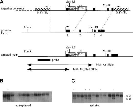 Fig. 1. Strategy for insertion of the EGFP gene into thelys locus. / (A) A schematic representation of the linearized targeting construct and the genomic locus before and after recombination. The 4 exons of the lys gene and the probe used are shown as solid black boxes. The transcriptional direction of lysozyme is indicated by an arrow, theEGFP gene as a shaded box, and the LoxP-sites as boxes containing “less than” signs. The Tk-neo cassette, with its transcriptional direction (arrow), is indicated with an open box, and the HSV-Tk genes, with their transcriptional directions (arrows), are indicated with hatched boxes. After linearization, the targeting construct was either left untreated, nonsplinked (B), or splinked (C) by ligating to oligonucleotides forming hairpin “splinkers” in order to protect the fragment ends from exonucleolytic degradation. The fragments were then electroporated into R1 ES cells, the cells were cultured in G418 and ganciclovir, and double-resistant clones were isolated. Finally genomic DNA was prepared, digested with EcoRI, and analyzed by Southern blot analysis with the indicated probe. The 9-kb band in panels B and C corresponds to the fragment obtained from wild type clones; the 6-kb band corresponds to the fragment generated by homologous recombination in some clones. (These are indicated with a star).