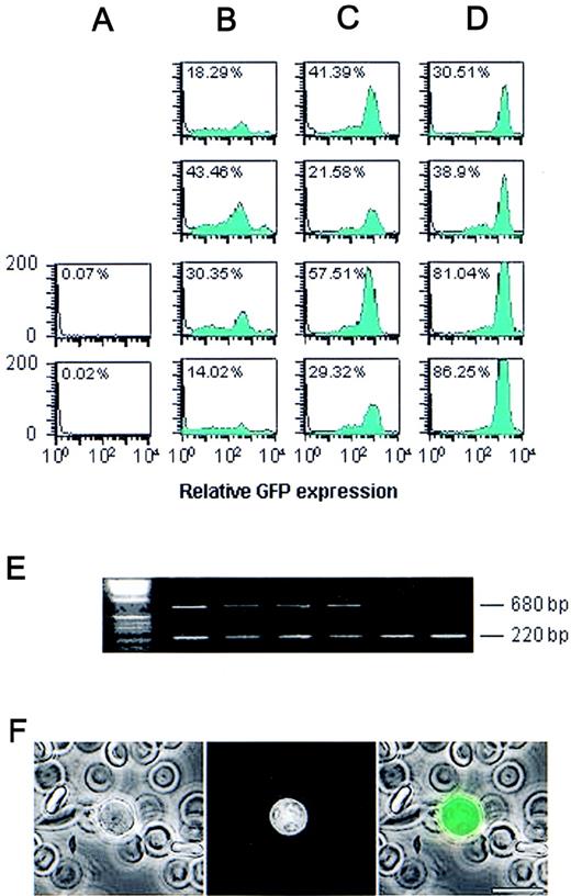 Fig. 2. Analysis of blood leukocytes from lys-EGFP-kimice. / (A-D) FACS analysis of blood samples collected from the tail veins. Red cells were lysed to obtain the leukocyte fraction. After suspension in PBS, the samples were analyzed for GFP fluorescence, and the data were plotted as relative fluorescence intensity (Y axis) versus the relative cell number (X axis). The numbers in each panel represent the percentage of fluorescent-positive cells in the respective sample. The following animals were used: (A) control mice; (B) heterozygous lys-EGFP mice, not neo-deleted; (C) heterozygous lys-EGFP mice, neo-deleted; (D) homozygous lys-EGFP mice, neo-deleted. The following average fluorescence intensities plus or minus SD were calculated from 4-5 animals in each group: (A) less than 2, (B) 92.6 ± 51.5, (C) 194.6 ± 50.1, and (D) 625 ± 396.3. (E) Genotypic analysis. Genomic DNA was prepared from mouse tails and analyzed by PCR using primers that amplify a 220-bp fragment from the wild type allele and a 680-bp fragment from the targeted allele. (F) Micrographs of a fresh blood sample from a lys-EGFP+/kimouse were made using phase contrast (left) and fluorescence microscopy (middle). The picture shown on the right was obtained by overlaying the 2 images. (Scale bar, 10 μm.)