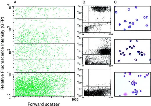 Fig. 5. Morphology of EGFP+ cells sorted from the bone marrow of lys-EGFP+/ki mice. / Bone marrow cells were prepared and sorted by FACS. (A) FACS profile showing relative fluorescence intensity of GFP+ cells versus forward scatter, a parameter that is proportional to the cell's volume. The profile was subdivided by gating into a highly positive fraction (2 × 103 to 1 × 104, top quadrant), a moderately positive fraction (4.5 × 101 to 2.3 × 102, middle quadrant), and a negative fraction (100 to 101, bottom quadrant). (B) Cell profiles are shown from these 3 gated areas after sorting. (C) Micrographs of the sorted cells stained with Diff-Quik (a May-Grünwald Giemsa–like stain).