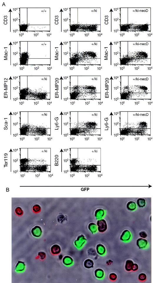 Fig. 4. Immunofluorescence analysis of bone marrow cells. / (A) Bone marrow was prepared from wild type mice (+/+), lys-EGFP+/ki mice, and mice in which the neo gene had been deleted (+/ki-neoD). The cells were stained with various primary antibodies (indicated on the left), and a PE-labeled secondary antibody was followed by flow-cytometry analysis. The profiles show GFP fluorescence (green) on the horizontal axis and antibody-mediated fluorescence (red) on the vertical axis. The percentage of cells in each of the 3 quadrants containing fluorescence-positive cells (antibody only, antibody/GFP, and GFP only) is indicated either within the respective quadrant or immediately adjacent to it. Specificity of the antibodies: CD3, T cells; Mac-1, macrophages and myelomonocytic cells; ER-MP12, immature monocytic cells; ER-MP20, monocytic (and some granulocytic) cells; Ly6-G (Gr-1), neutrophil granulocytes; Sca-1, early multilineage progenitors; Ter119, erythroid cells; and B220, cells of the B-cell lineage. (B) Micrograph of live cells from alys-EGFP-ki/ki-neoD mouse. Cells were stained with anti-B220 antibody coupled to PE and photographed under a brightfield to reveal antibody-positive cells (red surface staining) as well as under epifluorescence illumination to reveal EGFP+ cells (green cells). The field contains 9 B220+ cells, 11 EGFP+ cells, and 2 double-negative cells (as well as 2 cell ghosts).