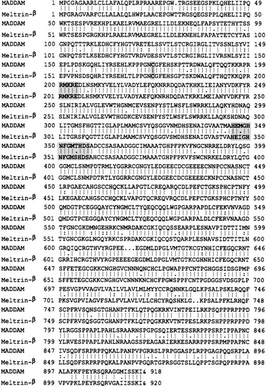 Fig. 2. Comparison of the amino acid sequences of MADDAM and murine meltrin-β. / The putative cysteine switch, furin cleavage site, and zinc-binding active site are marked. The sequence data are available from EMBL/GenBank/DDBJ under accession number Y13786.