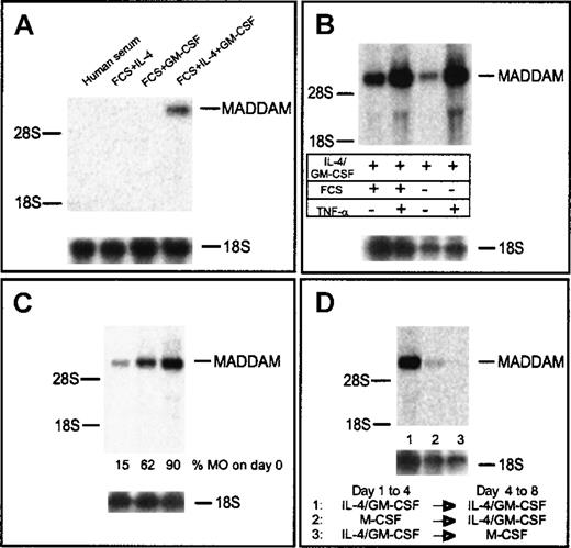 Fig. 3. MADDAM mRNA expression in MAC compared with immature and mature DCs on day 7 of culture. / MOs were cultured with either human serum to induce MAC differentiation or FCS + IL-4, FCS + GM-CSF, and FCS + IL-4 + GM-CSF, respectively, to induce DC differentiation (A). In addition, MOs were cultured under serum-free conditions with IL-4 + GM-CSF with or without the addition of TNF-α on day 5 (B). In (C), DCs were generated from either MNCs or different elutriation fractions containing MOs with IL-4 + GM-CSF + FCS and the addition of TNF-α on day 5. In (D), MOs into MAC differentiation under serum-free conditions with 100 ng/mL M-CSF was switched to the DC differentiation pathway on day 4 by culture with FCS, IL-4, and GM-CSF or the other way around. Total RNA was extracted and the Northern blot analysis was performed as described in “Materials and methods.” As a control for RNA loading, the membrane was rehybridized with an 18S rRNA-oligonucleotide (A-D).