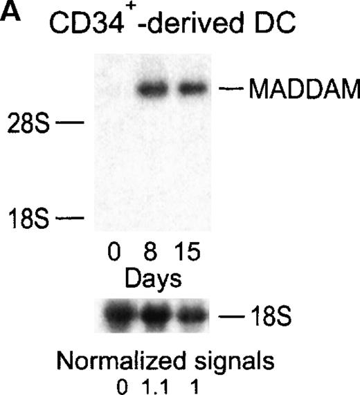 Fig. 4. Expression of MADDAM mRNA during the differentiation process of CD34+ cells into DCs in vitro. / CD34+ cells were cultured up to 15 days with FCS, stem cell factor, TNF-α, and GM-CSF (A). Total RNA was isolated and Northern blot analysis was performed as described in “Materials and methods.” As a control for RNA loading, the membrane was rehybridized with an 18S rRNA-oligonucleotide and MADDAM signals were normalized to the corresponding 18S signals. In parallel, flow cytometry analysis was performed with anti-CD1a-PE, anti-CD14-FITC, and isotype control antibodies at day 8 and day 15 of culture. The median fluorescence and the number of positive cells are shown (B).