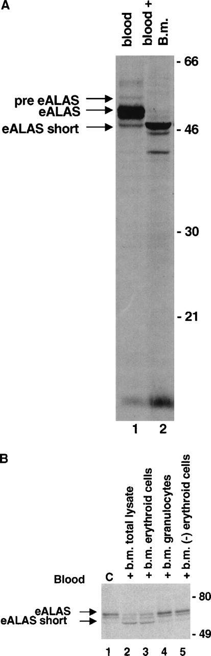 Fig. 2. Cleavage of eALAS by a proteolytic activity in bone marrow erythroid cells. / (A) Blood (1 mL) was separated on a 3-mL Ficoll-Hypaque gradient. The high-density fraction was resuspended in medium and divided into 2 tubes to which 7.4 MBq (200 μCi)35S-methionine was added. A 300-μL nonlabeled bone marrow lysate (1.5 × 108 cells) (lane 2) or medium alone (lane 1) was added. Both samples were incubated at 37°C for 3 hours, and eALAS proteins were subsequently immunoprecipitated and gel-separated. (B) Erythroid and granulocytic cells were isolated from the bone marrow by mAbs coupled to magnetic beads (“Materials and methods”). We incubated 80-μg lysates from these fractions with a labeled blood lysate for 30 minutes at 37°C, and eALAS proteins were subsequently immunoprecipitated and gel-separated. The far-right lane represents a lysate after depletion of erythroid cells.