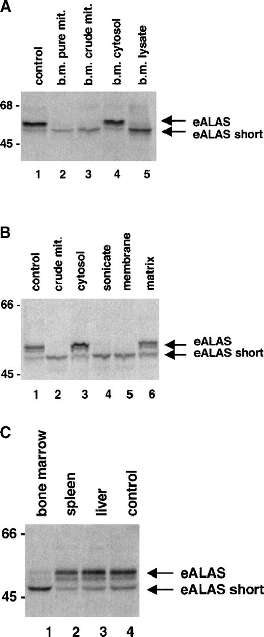 Fig. 3. Fractionation of protease activity. / (A) Lysates of 35S-methionine–labeled blood cells were prepared (“Materials and methods”). Equal amounts were incubated alone or mixed with nonlabeled lysates of bone marrow cells and subfractions of 80 μg each. The mixtures were immunoprecipitated for 3 hours at 4°C with standard protease inhibitors before gel separation. (B) Bone marrow crude mitochondria (mit.) were further subfractionated (80 μg each) into a membrane and matrix fraction and were analyzed the same way. (C) Nonlabeled 80-μg lysates each of bone marrow, spleen, and liver tissue were mixed with the labeled blood lysate and analyzed the same way.