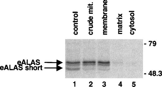 Fig. 7. The short eALAS is located in the mitochondrial membrane. / Blood (4 mL) was separated on a Ficoll-Hypaque gradient. The high-density fraction was collected and labeled with 22.2 MBq (600 μCi) 35S-methionine for 3 hours. Suborganelles were prepared, and the lysates were used for immunoprecipitation of the eALAS protein followed by gel separation. Lysates of membrane and matrix fractions contained 270 μg protein each.