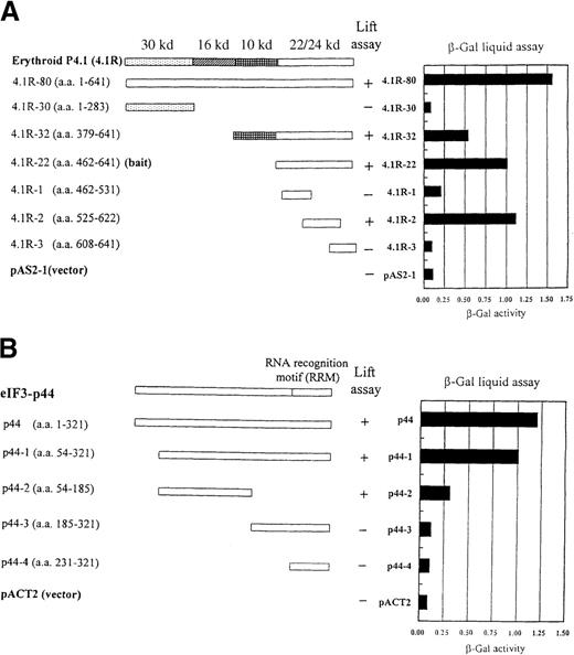 Fig. 1. Interaction between regions of 4.1R and eIF3-p44 in the yeast 2-hybrid system. / The eIF3-p44 clone (p44-1) was first isolated by a yeast 2-hybrid screen from a human lymphocyte cDNA library using the 22/24-kd domain of 4.1R (4.1R-22) as bait. (A) Schematic diagram of the various portions of 4.1R that interact with eIF3-p44 in a yeast 2-hybrid screen. The constructs containing various portions of 4.1R fused to the DNA binding domain of Gal4 (Gal4-BD) were cotransformed with an eIF3-p44/pACT2 clone (p44-1) that expressed eIF3-p44 (residues 54-321) fused to the activation domain of Gal4 (Gal4-AD). (B) Schematic diagram of various portions of eIF3-p44 that interact with 4.1R. A series of eIF3-p44 deletion mutants, fused to Gal-AD in the pACT2 vector, were cotransformed with 4.1R-22/pAS2-1 in Y187 cells. +, expression of the lacZ reporter gene using the colony-lift assay; −, nonexpression of the reporter gene. Right-hand column represents results of the liquid assay for β-galactosidase activity.