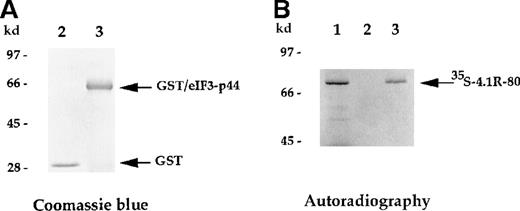 Fig. 3. In vitro binding assay indicates that eIF3-p44 binds to 4.1R. / The eIF3-p44 cDNA was subcloned into the pGEX-2T vector and expressed as a GST/eIF3-p44 fusion protein in Escherichia coli. (A) Purified GST (lane 2) and GST/eIF3-p44 fusion protein (lane 3) were visualized by Coomassie blue staining. (B) Binding of GST/eIF3-p44 to 4.1R-80 (80-kd isoform) in vitro.35S-methionine–labeled 4.1R-80 (lane 1) was incubated with affinity-purified GST (lane 2) or GST/eIF3-p44 fusion protein (lane 3) previously coupled to glutathione–agarose beads. After incubation, the bound complexes were analyzed by SDS-PAGE and autoradiography. Radiolabeled 4.1R-80 bound to GST/eIF3-p44 fusion protein (lane 3) but not GST alone (lane 2).