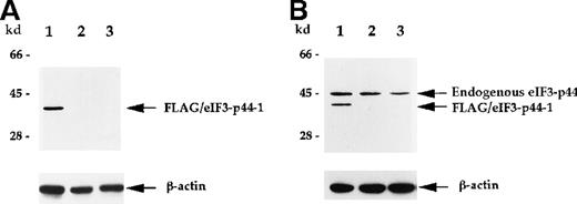 Fig. 4. Characterization of anti-eIF3-p44 antibody. / The production of antibody against eIF3-p44 is described in “Materials and methods.” SiHa cells were transiently transfected with a FLAG-tagged eIF3-p44-1 plasmid. Cell lysates (10 μg) prepared from transfected cells (lane 1), untransfected cells (lane 2), and Molt-4 cells (lane 3) were separated by SDS-PAGE, transferred to a membrane, and immunoblotted with anti-FLAG antibody (A) or anti-eIF3-p44 antibody (B). The same blot was reprobed with an antibody against β-actin as a control. Positions of the molecular weight markers are shown on the left.