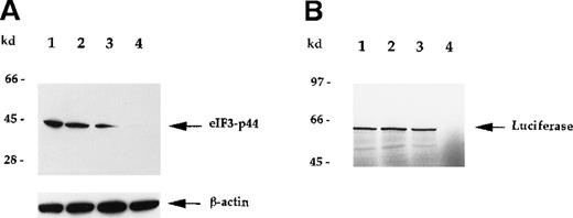 Fig. 6. Immunodepletion of eIF3-p44 by anti-eIF3-p44 antibody results in the loss of mRNA translation. / Rabbit reticulocyte lysates were incubated without (lane 1) or with protein A–Sepharose beads that had been preincubated with PBS buffer (lane 2), preimmune serum (lane 3), or anti-eIF3-p44 antibody (lane 4) as described in “Materials and methods.” (A) After centrifugation, the proteins in supernatants were separated by SDS-PAGE and immunoblotted with anti-eIF3-p44 or anti-β-actin antibody. β-Actin was used as an internal control. (B) Treated lysates were tested for in vitro translation activity using the luciferasegene as a template. 35S-methionine–labeled luciferase was analyzed by SDS-PAGE and autoradiography.