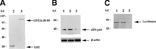 Fig. 7. Depletion of eIF3-p44 using immobilized GST/4.1R-80 fusion protein. / (A) Purified, bacterially produced GST (lane 2) and GST/4.1R-80 fusion protein (lane 3) were visualized by Coomassie blue staining. (B) Rabbit reticulocyte lysates were incubated without GST (lane 1), with GST (lane 2), or with GST/4.1R-80 fusion protein (lane 3) coupled to glutathione–agarose beads as described in “Materials and methods.” After centrifugation, the supernatants were subjected to SDS-PAGE, and blots were probed with anti-eIF3-p44 or anti-β-actin antibodies. (C) Lysates without treatment (lane 1) or pretreated with affinity-purified GST (lane 2) or GST/4.1R-80 (lane 3) beads were tested for in vitro translation activity as described in Figure 6B.
