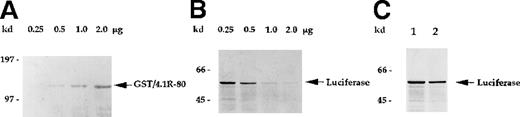 Fig. 8. GST/4.1R-80–treated lysates exhibit reduced in vitro translation activity in a dose-dependent manner. / (A) Affinity-purified GST/4.1R-80 fusion protein (0.25 to approximately 2.0 μg) was visualized by Coomassie blue staining. (B) Rabbit reticulocyte lysates were incubated with the indicated amounts of soluble GST/4.1R-80 fusion protein for 2 hours at 4°C and tested for in vitro translation activity, as described in Figure6B. (C) Rabbit reticulocyte lysates were incubated with (lane 2) or without (lane 1) affinity-purified GST protein (2 μg) and tested for in vitro translation activity. In vitro translation activity was not inhibited by GST (C, lane 2) but was inhibited by the addition of GST/4.1R-80 fusion protein in a dose-dependent manner (B).