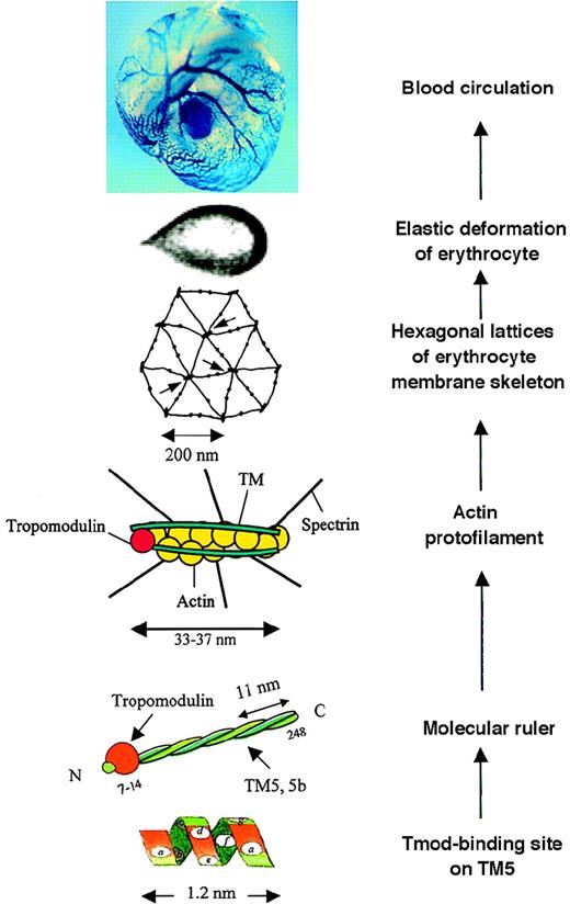 Fig. 1-1. A composite illustrating a view of the possible molecular basis of erythrocyte membrane mechanics in vitro and in vivo. / Read from bottom up. At “Tmod-binding site on TM5,” residues ata, d, f, and a in the N-terminal heptad repeats of TM5,1-6 functioning as the tropomodulin-binding site. At “Molecular ruler,” a complex of tropomodulin and TM5 or TM5b, in the form of homodimer or heterodimer, functioning to protect actin filaments of an uniform length.1-11-6 At “Actin protofilament,” a short actin protofilament of about 33-37 nm consisting of 6 G-actin per strand protected by the molecular ruler, specifying the joining of 6 spectrin tetramers. At “Hexagonal lattices of erythrocyte membrane skeleton,” geometry of the membrane skeleton defined mainly by spectrin teramers and actin protofilaments; arrows point to junctional complexes. At “Elastic deformation of erythrocyte,” elastic deformation of an erythrocyte in a flow channel,1-7 responding to a shear stress of 4.0 dyn/cm2. At “Blood circulation,” “blue” erythrocytes circulating in blood vessels of a mouse yolk sac. (X-gal staining detected the expression of tropomodulin in erythrocytes reported by a “knocked in” lacZ reporter gene under the control of the endogenous Tmod promoter.) TheTmod −/− mutation is lethal, suffering from arrests in heart development, vasculogenesis, and definitive lineage hematopoiesis.1-8 A Tmod +/− embryo at 9.5 days of gestation is shown.