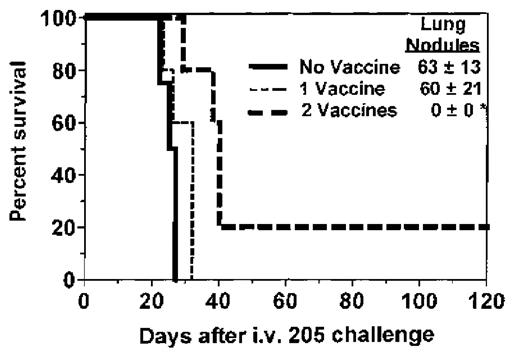 Fig. 1. Immunization of BMT recipients increases survival and GVT activity. / One month after BMT, SW→B6 recipients were immunized with 205IL-2/TK cells and ganciclovir. Two weeks after the first vaccine, micrometastases were established by intravenous injection of 1 × 105 205 tumor cells, at which time 1 group of recipients received a second vaccine. Lung nodules were counted at the time of death or after day 100 for each recipient. The deaths that occurred in the recipient group immunized twice resulted from the growth of a nonpulmonary metastasis (sacral/pelvic mass) that necessitated sacrifice. Groups and sizes were: no vaccine, n = 4; 1 vaccine, n = 5; and 2 vaccines, n = 5. *P < .05 for lung nodules compared to 1 or no vaccine controls. **P = .004 compared to nonimmunized recipient survival.