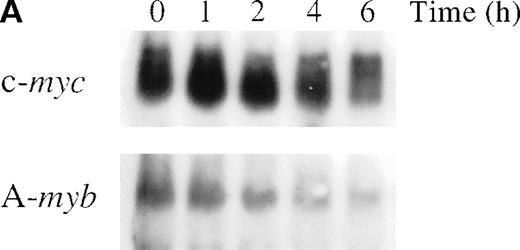 Fig. 1. Anti-IgM treatment down-regulates A-myb mRNA levels in WEHI 231 cells. / (A) WEHI 231 cells were treated with 2 μg/mL of anti-IgM antibody and total RNA was isolated from treated and untreated cells at the indicated time points. Samples (20 μg) were subjected to Northern blot analysis for RNA expression of c-myc (top panel) or A-myb (bottom panel). Equal loading was assessed by ethidium bromide staining of the gel (data not shown). (B) The resulting autoradiographs were subjected to densitometric scanning, and the values for signals of A-myb or c-myc are given as percentages relative to that observed in untreated cells (0 hour), arbitrarily set at 1. The exposure times were in the range of linearity as determined by multiple exposures.
