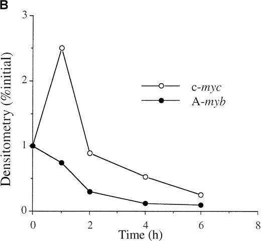 Fig. 1. Anti-IgM treatment down-regulates A-myb mRNA levels in WEHI 231 cells. / (A) WEHI 231 cells were treated with 2 μg/mL of anti-IgM antibody and total RNA was isolated from treated and untreated cells at the indicated time points. Samples (20 μg) were subjected to Northern blot analysis for RNA expression of c-myc (top panel) or A-myb (bottom panel). Equal loading was assessed by ethidium bromide staining of the gel (data not shown). (B) The resulting autoradiographs were subjected to densitometric scanning, and the values for signals of A-myb or c-myc are given as percentages relative to that observed in untreated cells (0 hour), arbitrarily set at 1. The exposure times were in the range of linearity as determined by multiple exposures.