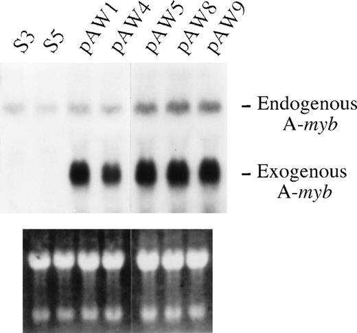Fig. 2. Ectopic A-Myb expression in WEHI 231 cell clones. / (A) WEHI 231 cells were transfected with 5 μg of the pSV2Neo and 35 μg of the human A-myb expression vector pLL1 (pAW1, -4, -5, -8, and -9) or the pSV2Neo vector alone (S3 and -5) and stable cell lines were selected by G418 resistance. Total mRNA was isolated from the cells in exponential growth, and samples (20 μg) subjected to Northern blot analysis using radiolabeled human A-mybpLL1 DNA, as probe (top panel). The positions of the transcripts from endogenous murine A-myb gene and the exogenous human A-myb gene are as indicated. As control for equal loading and integrity of the mRNA samples, the gel was stained with ethidium bromide (bottom panel).