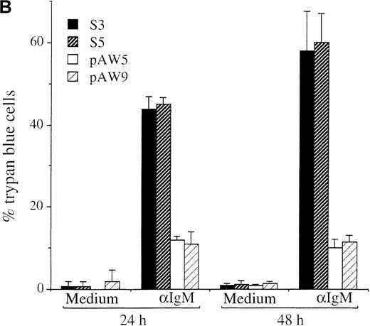 Fig. 3. Ectopic expression of A-Myb rescues WEHI 231 cells from anti-IgM–induced cell cycle arrest and apoptosis. / (A) Cultures of clones S3, S5, pAW1, pAW4, pAW5, pAW8, and pAW9 were incubated, in triplicate, for 48 hours in the presence of 2 μg/mL anti-IgM antibody or medium alone as control. Cell proliferation was quantitated by conversion of MTS dye to its formazan product. Data are plotted as the percentage of converted formazan by anti-IgM–treated cells relative to that of control cells. (B) S3, S5 PAW5 and pAW9 cells were incubated, in triplicate, for 24 or 48 hours in medium or with 2 μg anti-IgM (αIgM) and cell viability was determined by trypan blue exclusion assay. Trypan blue positive cell numbers are plotted as a percentage of the total cell number. The mean and SD are representative of 2 independent experiments carried out in triplicate.