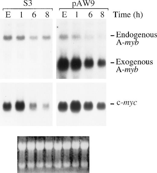 Fig. 6. Ectopic expression of A-Myb in WEHI 231 cells leads to maintenance of c-myc mRNA levels on anti-IgM treatment. / Total mRNA was isolated from S3 or pAW9 cells in exponential growth (E) or after treatment with 2 μg/mL anti-IgM for 1, 6, or 8 hours. Samples (20 μg) were subjected to Northern blot analysis for mRNA expression of the A-myb and c-myc genes (bottom and center panels, respectively). Positions of the endogenous (end) and exogenous (ex) A-myb are as indicated. Ethidium bromide staining of the filter (bottom panel) was used to confirm integrity and equal loading of mRNA samples.