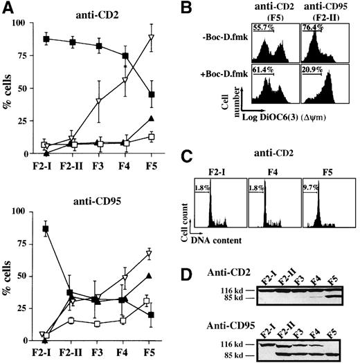 Fig. 2. Apoptotic alterations among the fractionated cell populations of activated T lymphocytes recovered 2 hours after their exposure to CD2 and CD95 apoptotic stimuli. / (A) ▪---▪ indicates percent cells with high ΔΨm as measured in each fraction with DIOC6 3; ▿---▿, percent cells with condensed nuclei as visualized by DAPI staining; □---□, percent hypodiploid cells; ▴---▴, percent annexin-V-positive cells. Values are means ± SD of 20 determinations in the CD2 apoptotic system and of 10 determinations in the CD95 system. B) Effect of 50 μmol/L BOC-D.fmk on the occurrence of ΔΨm disruption in F5 cells of the CD2 system and in F2-II cells of the CD95 system. Data shown are representative of 3 different experiments. (C) Propidium iodide staining of DNA from ethanol-permeabilized cells. Values indicate the percentages of hypodiploid cells (linear scales are represented). (D) Total lysates of 5 × 105 cells were analyzed by Western blot using an anti-PARP mAb. Experiments are representative of 6 independent determinations.