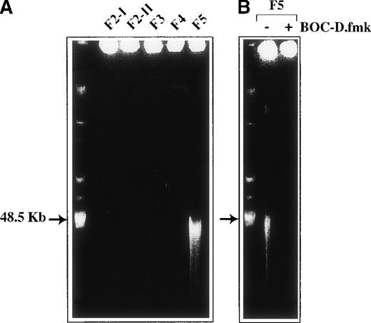 Fig. 4. DNA cleavage. / (A) Large-scale DNA fragmentation does not occur in F3 and F4 cells committed to apoptosis after CD2 apoptotic induction but does occur in a BOC-D.fmk inhibitable manner. (B) F5 cells entered the execution phase. Genomic DNA from 2 × 106 cells of each Percoll fraction was analyzed by pulse-field gel electrophoresis.