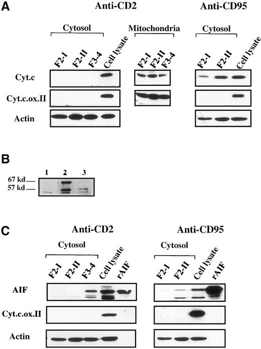 Fig. 5. Mitochondrial AIF is released into the cytosol before cytochrome c in activated T cells subjected to CD2 apoptotic induction. / (A) Cytosolic and mitochondrial extracts (5 μg) were prepared from cell populations that have been fractionated on Percoll density gradients after a 2-hour apoptotic induction with anti-CD2 or with anti-CD95. F3 and F4 cells were pooled to gain sufficient material. Total cell lysates were obtained from control activated F2-I cells. Immunoblots were probed with anticytochrome c (Cyt.c), with anticytochrome c oxidase subunit II (Cyt.c.ox.II) to detect the presence of mitochondrial material, or with antiactin to monitor protein loading in cytosolic extracts. (B) Specificity of AIF detection by immunoblot analysis. Total lysates of 5 × 105activated T cells (F2-I) were probed with a preimmune rabbit serum (lane 1), or with a rabbit AIF antiserum (lane 2), or with the same AIF antiserum preincubated for 2 hours at 4°C under agitation with 1 mmol/L of a mixture of immunogenic AIF-derived peptides (amino acids 151-170, 166-185, 181-200). (C): Immunoblot analysis of cytosolic extracts from anti-CD2 and anti-CD95 treated cells by using AIF antiserum. Recombinant AIF (5 ng) and total cell lysates (5 μg) were used as positive controls. Data are representative of 5 experiments.
