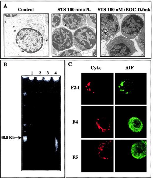 Fig. 7. Characteristics of activated T cells subjected for 2 hours to 100 nmol/L staurosporine. / (A) The ultrastructural changes seen in pooled F4 and F5 cells treated with staurosporine (STS), that is, cell shrinkage and partial chromatin condensation, persist in the presence of BOC-D.fmk. (B) Absence of large-scale DNA fragmentation in F4 and F5 cells contrasting with the approximate 50-kbp sized fragments seen in the F5 fraction of the CD2 system. 1, F2-I; 2, F4; 3, F5; 4, F5 generated after a 2-hour exposure to anti-CD2 (positive control). (C) Confocal immunofluorescence analysis of the localization of cytochrome c and AIF demonstrating that only mitochondrial AIF has been translocated to the cytosol and the nucleus.
