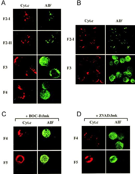 Fig. 6. Differential subcellular localization of cytochrome c and AIF during the commitment phase of anti-CD2-induced apoptosis as visualized by confocal immunofluorescence microscopy. / (A) In F3 and F4 cells, the punctate cytosolic distribution pattern of cytochrome c differs from the diffuse staining pattern of AIF throughout the cytosol and the nucleus. (B) A microscopic field displays several F3 cells to show that most of them exhibit a differential distribution pattern for AIF and for cytochrome. (C,D) The presence of BOC-D.fmk or Z-VAD.fmk (50 μmol/L) during apoptotic induction and Percoll fractionation does not prevent the mitochondrial release of cytochrome c and AIF in F5 cells.