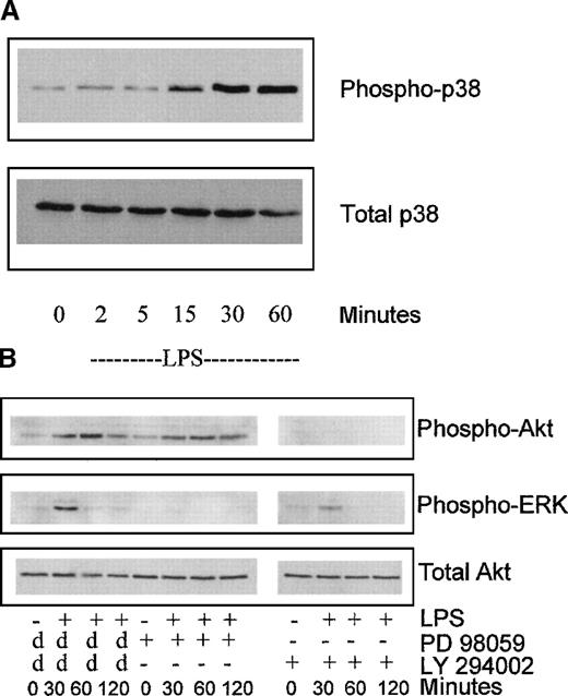 Fig. 1. LPS induces the phosphorylation of p38SAPK, ERK, and Akt kinase. / Peripheral blood monocytes cultured with GM-CSF and IL-4 for 7 days (immature MoDCs) were exposed to LPS (100 ng/mL) and, after variable lengths of time, samples were removed and analyzed by probing Western blots and with phosphorylation-specific antibodies. In some cases, the day-7 MoDCs were preincubated with signal transduction pathway inhibitors for 30 minutes before exposure to LPS. (A) The phosphorylation (and hence activation) of p38SAPK induced by LPS occurs within 15 minutes and persists for at least 60 minutes. The lower part shows the same blot probed for total p38SAPK to demonstrate equal loading of samples. (B) The phosphorylation (and hence activation) of Akt and ERK induced by LPS occurs within 30 minutes after exposure of MoDCs to LPS. The phosphorylation of Akt is inhibited if MoDCs are preincubated with the PI3 kinase inhibitor LY294002. Similarly, the phosphorylation of ERK is inhibited if MoDCs are preincubated with the MKK1/MEK inhibitor PD98059. PD98059 and LY294002 were both dissolved in DMSO; therefore, MoDCs that had been incubated with DMSO alone were used as controls (d). The lower part shows the same blot probed for total Akt to demonstrate equal loading of samples. Similar results were obtained in 4 separate experiments.